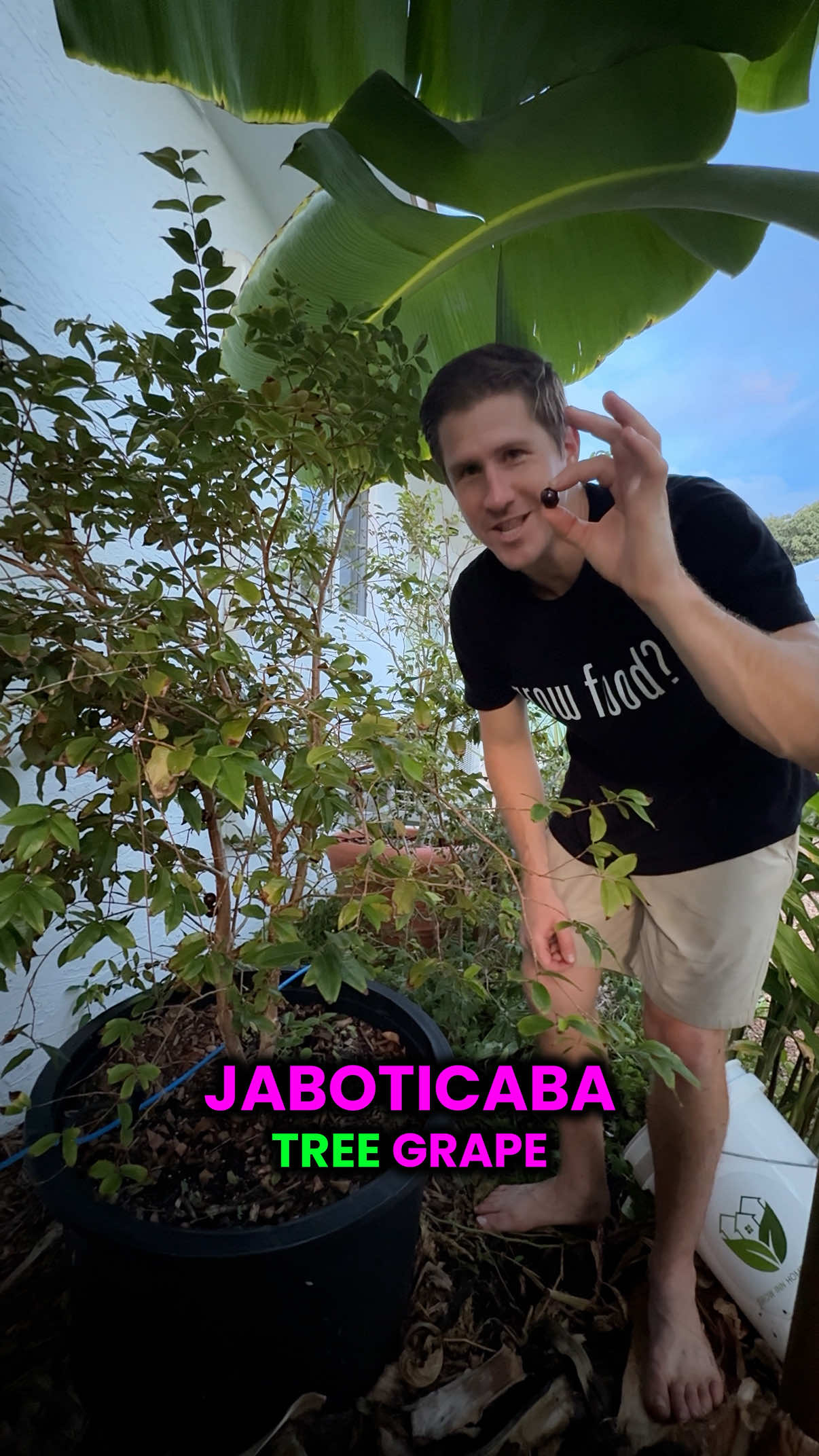 Jaboticaba fruit growing right on the tree bark! 🍇 Known as the Brazilian tree grape, this exotic fruit is unlike anything you’ll find in the store They grow beautifully in pots and even thrive in partial shade, making them perfect for small spaces The berries ripen to a deep purple or red, with sweet edible skin and juicy white flesh inside Each one has a seed you can save and plant for the next generation of trees Rich in vitamin C and antioxidants, jaboticaba is as healthy as it is unique. Follow @GrowInnHomes for more food growing and real estate tips 🏡 We buy fixer-upper real estate and grow food on our rental properties. We believe growing food is a gateway to healthier habits 🌿 #GrowInnHomes #GrowingFood #Gardening #TikTokLearningCampaign #Jaboticaba