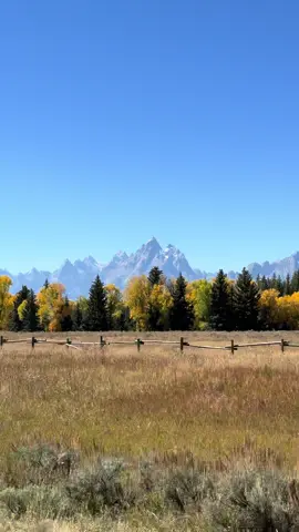 Dear God, I fell in love with Wyoming #roadtrip #USA #yellowstone #grandtetons #animal  