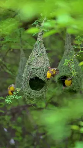 #birds #animals #fyp #nature