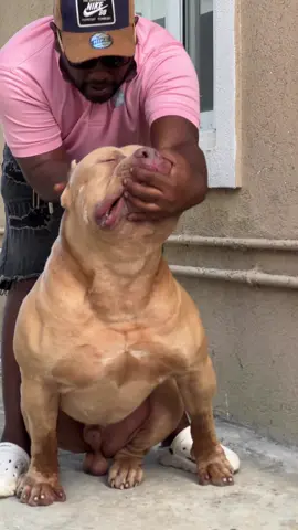 It’s too much 🤯🔥 #pitmonsterbrasil #pitmonsterxxl  #americanbullypuppy #brasil🇧🇷 #brazilianbull      @DBK 