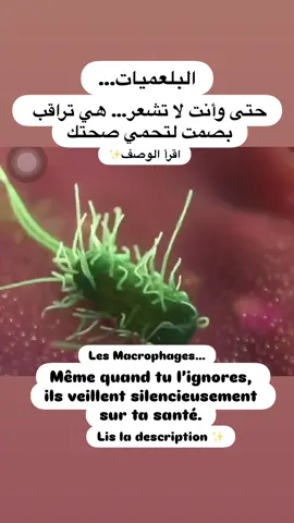 البلعميات خلايا دفاع كبيرة تنتمي للمناعة الفطرية. 	•	تستعمل الأرجل الكاذبة (امتدادات من الغشاء) للتحرك داخل الأنسجة. 	•	تقوم بعملية البلعمة: تلتقط، وتبتلع ثم تهضم البكتيريا والفيروسات وبقايا الخلايا. 	•	كما تُفرز مواد تُسبب الالتهاب وتُنبه باقي خلايا المناعة Les macrophages sont de grandes cellules de défense appartenant à l’immunité innée. 	•	Ils utilisent leurs pseudopodes (extensions de la membrane) pour se déplacer dans les tissus. 	•	Ils pratiquent la phagocytose : ils capturent, englobent puis digèrent bactéries, virus et débris cellulaires. 	•	Ils sécrètent aussi des molécules qui déclenchent l’inflammation et alertent d’autres cellules immunitaires. #viral #foryoupage #nutrition 