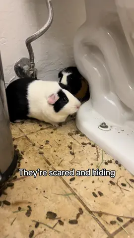 We want to provide an important update regarding the situation involving the missing guinea pigs. We are relieved to share that all 25 guinea pigs have been located. Sadly, one of our beloved guinea pigs, Holly, did not survive. We are heartbroken by her loss, and we have taken her remains to be cremated with the care and respect she deserves. The remaining 24 guinea pigs are now safe and in our custody. The conditions in which these animals were found were deeply distressing. The guinea pigs had been confined to bathrooms, closets, and small rooms—without water, bedding, or proper ventilation. They were left on bare tile floors, where they were forced to live in their own urine and feces. In addition to our guinea pigs, the home contained two dogs, five unrelated guinea pigs, a bunny, and a cat, all of whom appeared to be in poor health and also living in highly unsanitary conditions. Law enforcement accompanied us during the recovery. With their guidance, we were able to locate and safely remove the animals from the premises. They assisted us in transporting the guinea pigs to our second location in Phoenix, where our team had already begun preparing enclosures and supplies for their arrival. We want to thank the police officers at the scene, Pima County Sheriffs and the detective on the case. Upon intake, all of the guinea pigs showed signs of severe dehydration—many had sunken eyes and began aggressively drinking water the moment it was made available. We immediately administered Critical Care, clean water, fresh hay, and medical support to stabilize them. Despite the trauma, they responded well to the initial care and were able to reunite with their guinea pig community. We will be sharing regular updates on their recovery process, including their current condition, veterinary treatments, and progress as they begin to heal from this traumatic experience. At this time, law enforcement is actively conducting an investigation into the case. We are fully cooperating and giving them the space they need to carry out a thorough and proper inquiry. We are grateful for the support from the community and all those who helped us in this recovery. Holly’s loss weighs heavily on us, but we remain committed to seeking justice and ensuring the health and safety of the animals in our care. Thank you for your continued compassion and support. #fyp #guineapig 