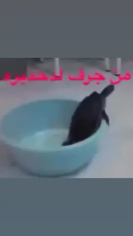 #tiktok #fyppppppppppppppppppppppp #foryou #explore #foryoupage 