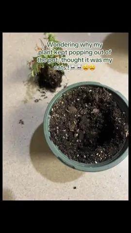 Mind you this has been in my house for over a week! I was trying to dig the dirt, stuck my finger in and felt something weird ☠️🥴🥴😩😂😂 #toad  #wtf #plantmom #notmycats #funny  