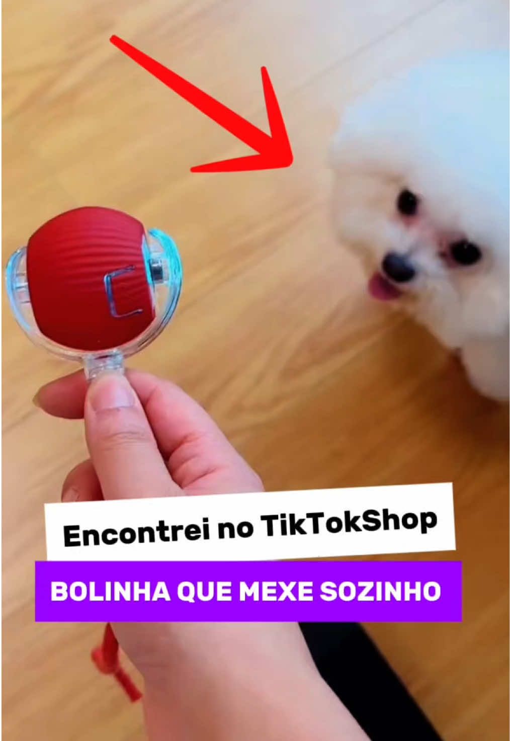 Comprei uma bolinha que anda sozinha para gastar a energia do meu cãozinho😂😂😂 Clica no carrinho laranja e adquira antes que acabe👇🏽👇🏽  #pet #brinquedopet #dachshund#ComproDoPequeno 