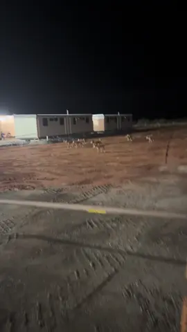 You’ll never get this close to the dingoes in any other mine. #MiningLife #FIFO #Outback #Dingoes #MineSiteLife  