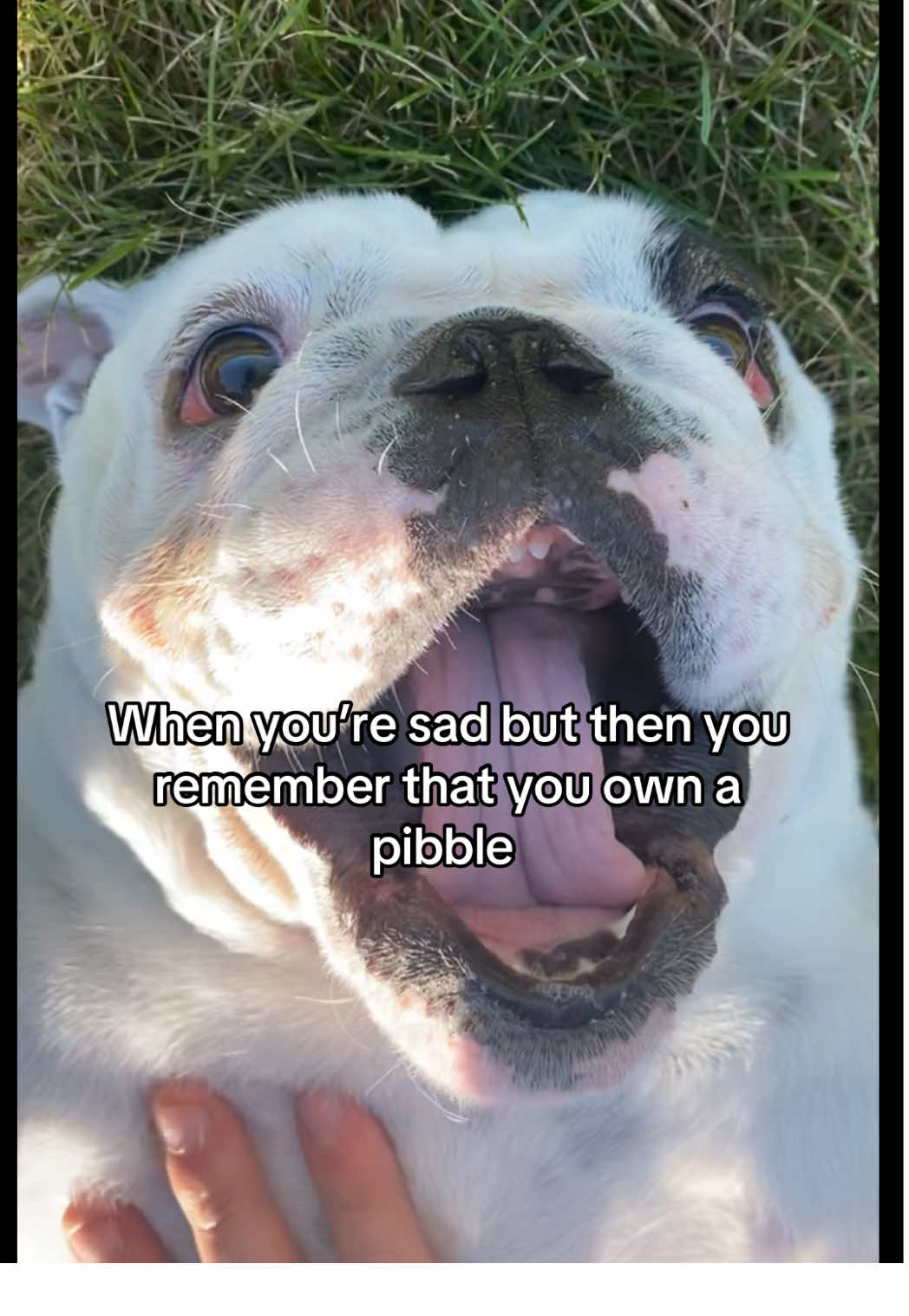 Waddles is the goat  - #pibble #bulldog #dog #fyp #brainrot 