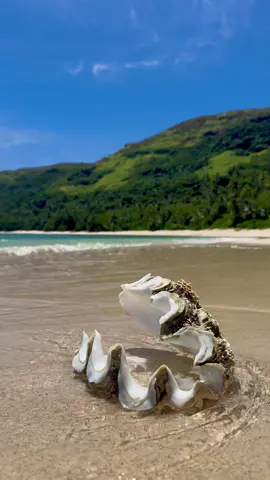 Paradise 🏝️🐚🌊 #fijitiktok #fiji #shell #ocean #asmr 