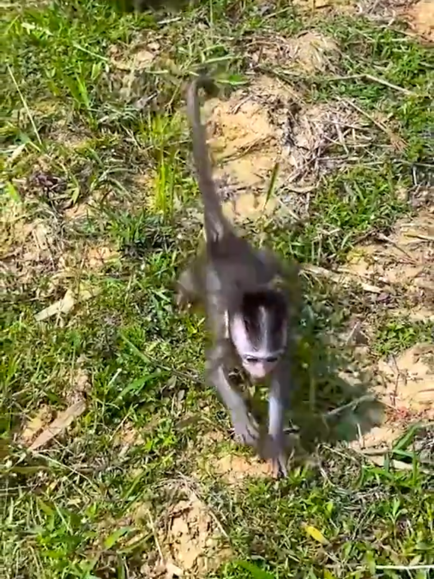 #monkeysoftiktok #monyet #poormonkey #macaque #bebemono 