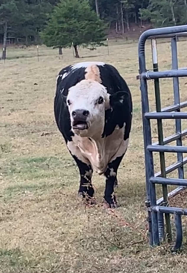 Thunder is our Bull…he Loves babies …made good and sure I had them all 🌸♥️🌸 #fyp #farm #farmlife #bull #f 