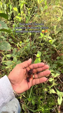 #selva #hormigas #moyobamba #sanmartin #ricura razona ya 😛🙈🔥