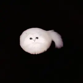 #CapCut 