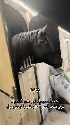 الشيخ عنتر🖤 الله يطرح فيه لبركه #الخيل_من_خيالها #الخيل_العربي_الاصيل🐎 #خيل_وخياله🐎 #الشعب_الصيني_ماله_حل😂😂 #مربط_السلطان 