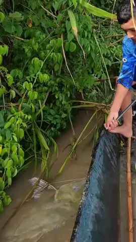 #fypシ゚viral🖤tiktok ikan baung monster bos ku🔥👍