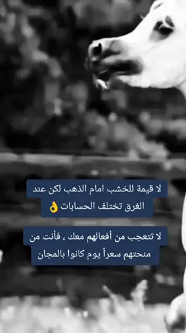 #خيل_وخياله🐎  #خيل_وخياله🐎🖤ماشاءالله_اللهم_بارك🧿♥️  #اقتباسات_عبارات_خواطر🖤  #مجرد________ذووووووق🎶🎵💞  #المصمم_بوهيبه🎬بوهيبه🎵 