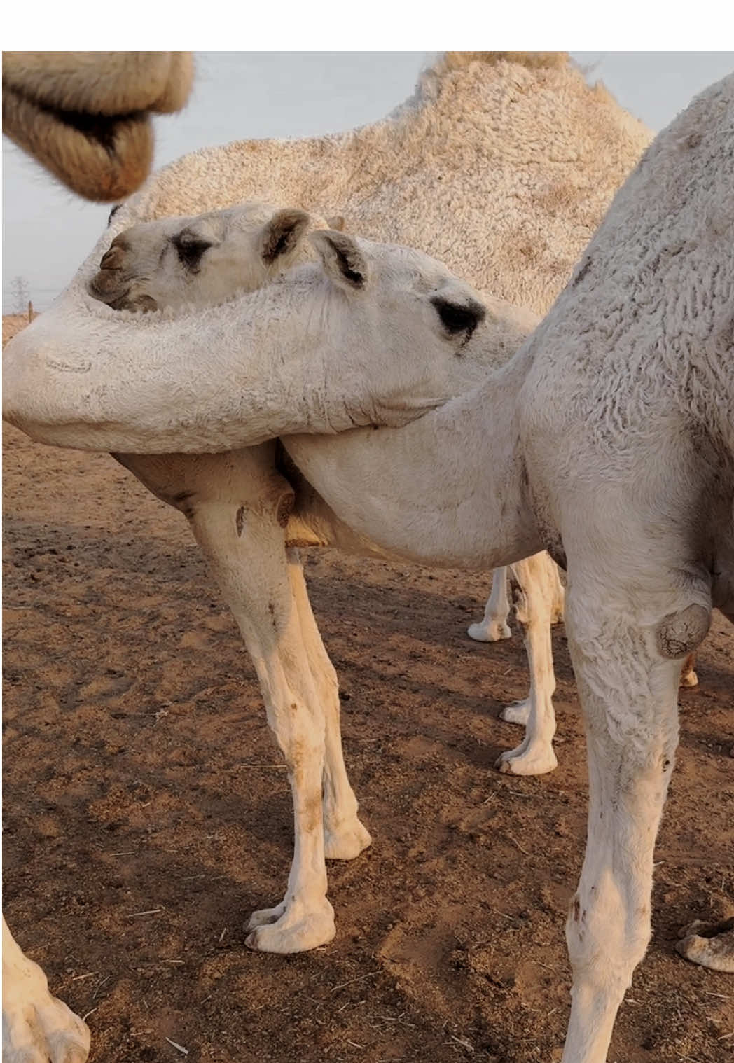 #الابل #اكسبلوووور 