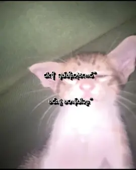 မောနီးပါဗျာ...🥹#foryoupage #ဘာတင်တင်viewerကိုမတက်😔😔😔😔😔😔 #varilvideo #fypပေါ်ရောက်စမ်းကွာ #fyppppppppppppppppppppppp 
