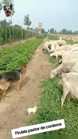 firulais pastor de corderos  🐑 🦮👍🤣🤣