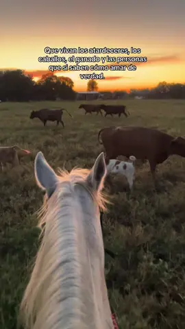 #caballos #viraltiktok #paratiiiiiiiiiiiiiiiiiiiiiiiiiiiiiii #horsesoftiktok 