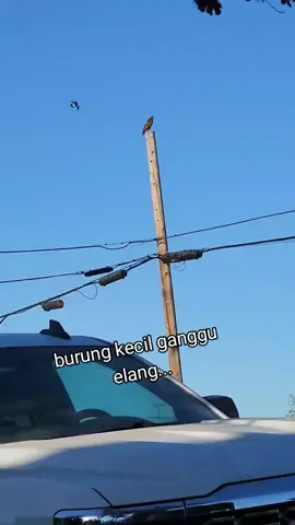 #burung #elang #fypシ゚ #4upageシ #burungkecil 🐦:lu kenapa dah