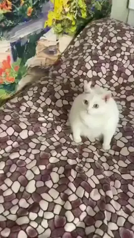 oeeeeeeee cat 🤮🤢🫨😹😹 #cat #meme #cute #xh #fyp 