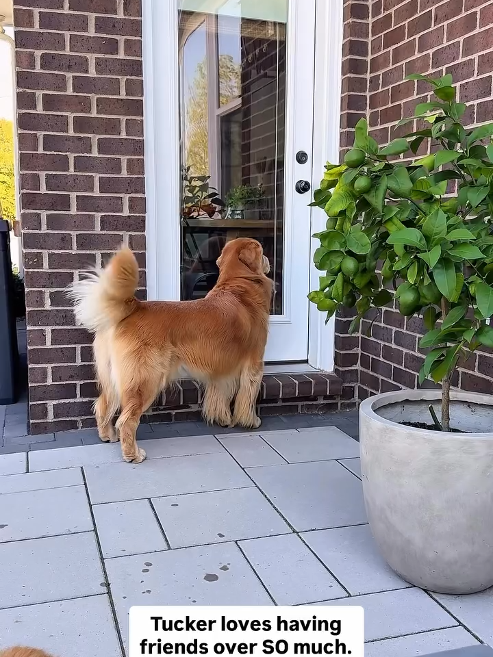 Tucker loves having friends over SO much. Todd could care less #tuckerbudzyn #funy #dog #tiktok