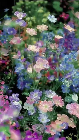 Looking for the best free iOS 26 3D live wallpaper for your iPhone or iPad? We've got you covered!🥰Click the link in the lower left corner to download capcut to get the wallpaper #capcutforus #capcut #capcutpioneer #ios26 #iphonewallpaper  