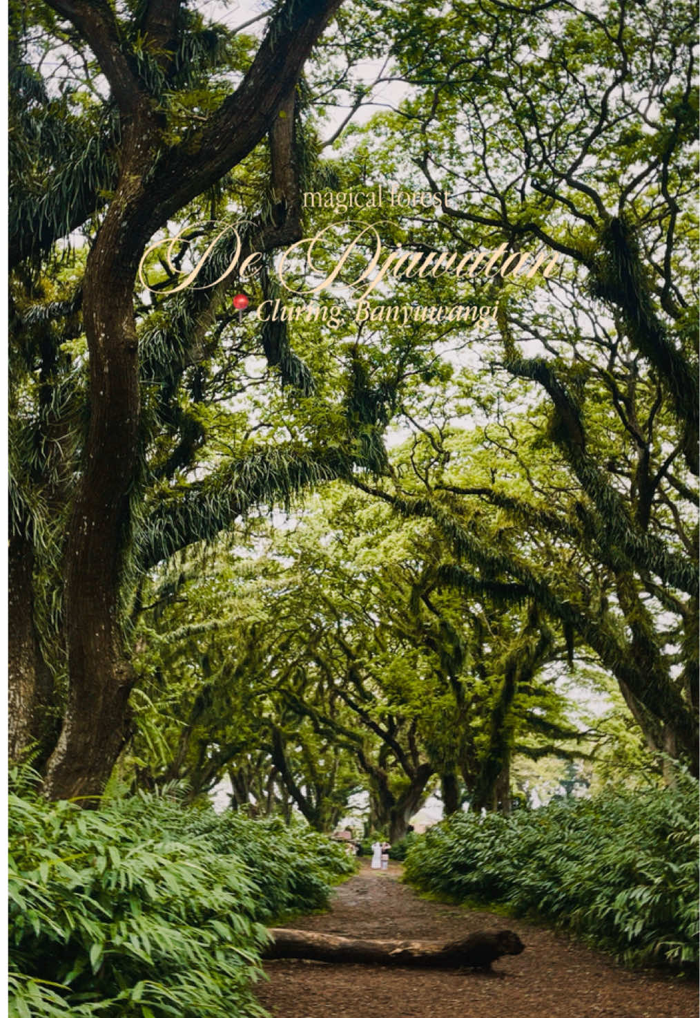 De Djawatan Forest🧚🏻‍♀️✨ 📍Cluring, Banyuwangi #dedjawatan #banyuwangi #magicalforest #forestvibes #visitbanyuwangi #fairy #fyp 