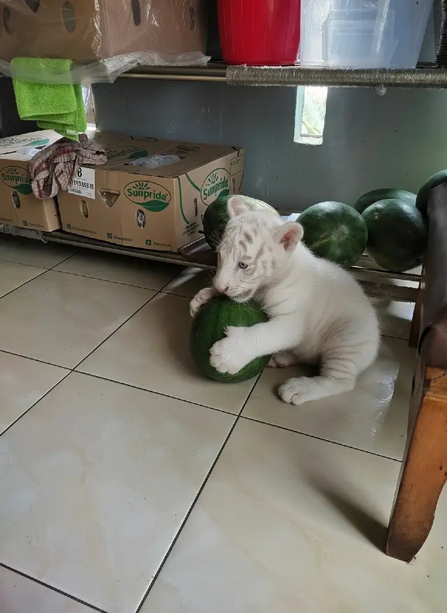 day 4 #fyp #albino #baby #tigers 