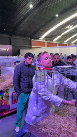 Lo que debes saber sobre el calcañar de buitre #brahma #gallinasderaza #aves #gallinas 