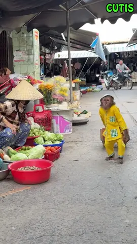 Cutis helps parents share housework #babymonkeys #animalsoftiktok #cutemonkey #animalsontiktok #monkeyvideo 