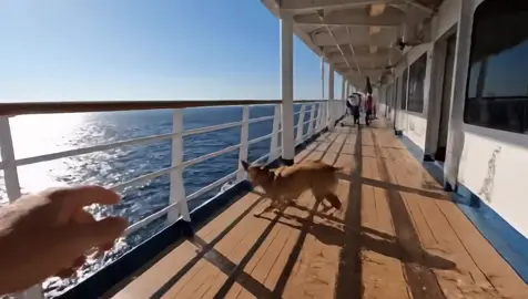 what a dive | #viral #fyp #trending #foryoupage #fyppppppppppppppppppppppp 