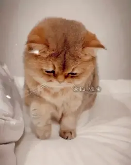 এমন লাগতেছে কেন..? 😫😶‍🌫️ #catfunnymoments #treading #viral #viralvideo #FaMi 