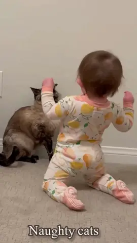 Cat funny video Naughty cats 😍#tik_tok #fyp #cat #tiktoknews 