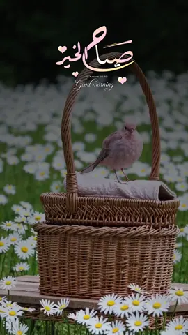 #explore #صباح_الخير #goodmorning #اكسبلور 