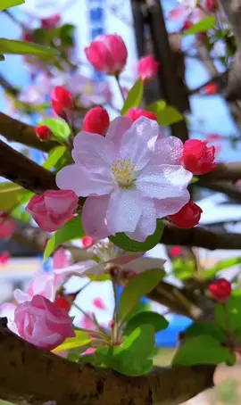 #صباحكم_معطر_بذكر_الله💚🌹🌿🌷😍🌸🙏 #اكثروا_من_الصلاة_على_نبينا_محمد #اللهم_صلي_على_نبينا_محمد #اكسبلورexplore #اكسبلوووورررر 