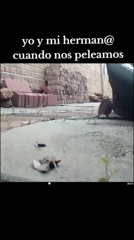 JAJSJAJ sii #creatorsearchinsights #pinchetiktokponmeenparati #hola #viral #holalaligasantander 