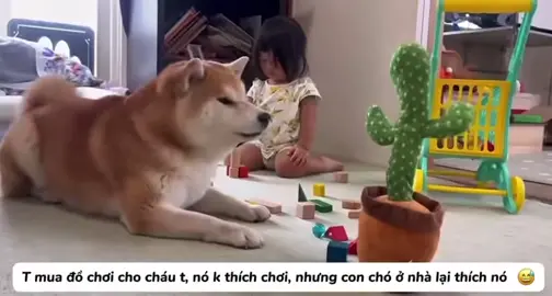 Rồi ruốt cuộc đồ chơi của ai 😂#haihuoc #thinhhanh 