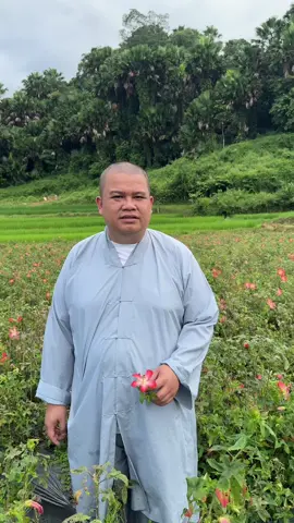 Giới Thiệu Sâm Bố Chính Tại Vườn trồng tại xã Bạch Thông Thái Nguyên #thichkhaiquang #chuathachlong #thiendzitaytang #tibet 