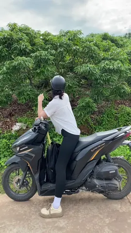 #xuhướng Ngắm lá thôi 😆😆😆 vải chưa có #xuhướng #bacgiang98 #bacgiang 