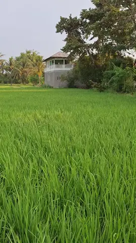 pakuhaji Tangerang Banten #desa  desa kayu putih buaran jarak rawa boni .