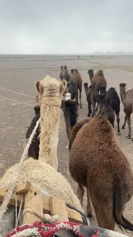 #شرابين_حليب_الناقة🐪_ضرابين_رقييق_ساقه🦌 #ترندات_تيك_توك #شديد_البل #حرب 