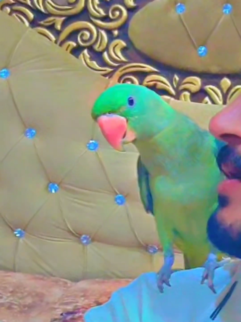 The winner is... #petlover #animals #affection #animalworld #foryoupage 