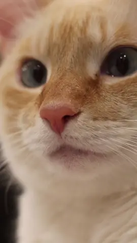 ဒီဘဝတော့ ဝေးပါစေတော့ 😔😔😔#akyaingcat 