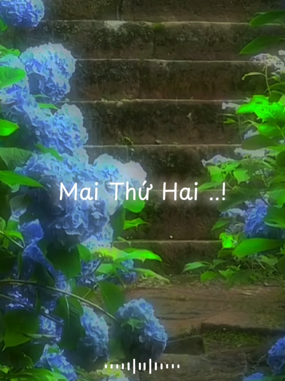 Mai thứ Hai..!#xh #fyp #vairal #thuhai #quangvu326 