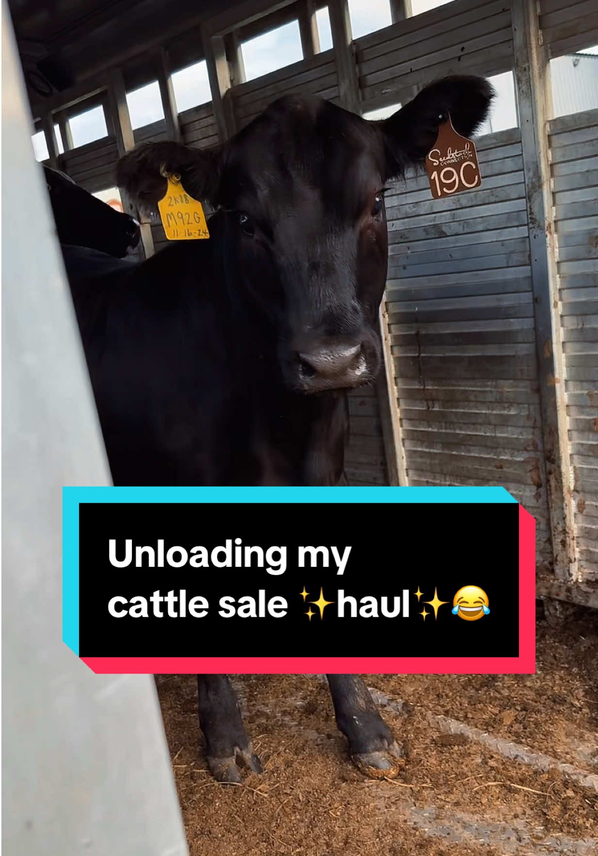 I may have gone a little overboard😅🐮#simmental #cattlesale #cattleauction #simmentalcattle 