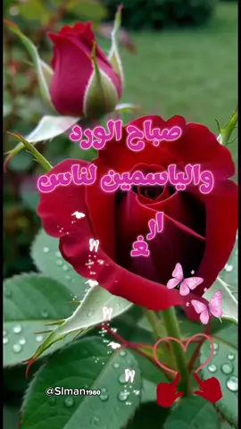 #CapCut صباح الورد والياسمين لناس الغالين #صباح_الخير 