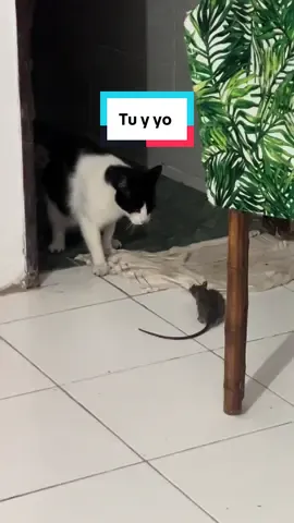 Me morí 😭😭😭🤣 #fypシ゚ #gatos #cat #paratiiiiiiiiiiiiiiiiiiiiiiiiiiiiiii 