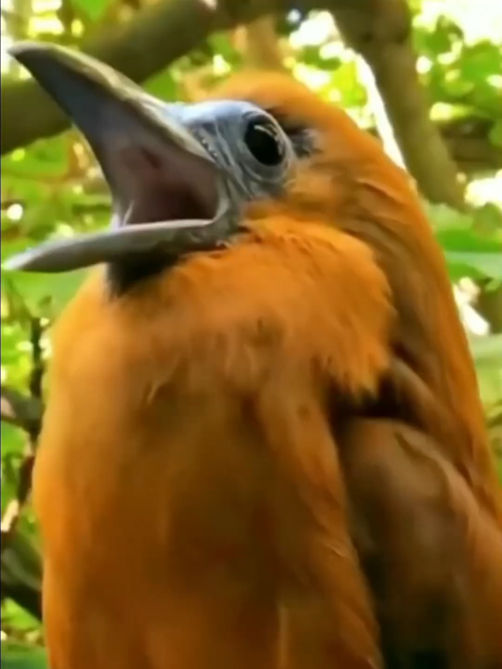 Wonderful sounds of animals #wildlife #amazing #animals #wildlife #animalworld 