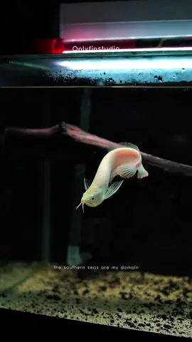 Is there a more beautiful queen than me tuh kata Theia , #fyp #arwana #arowana #ikanpredator 